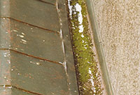 Bild 12:11. Exempel på ränndal som inte gjorts ren på många år. Här växer både mossa och gräs. Foto: Torbjörn Osterling.